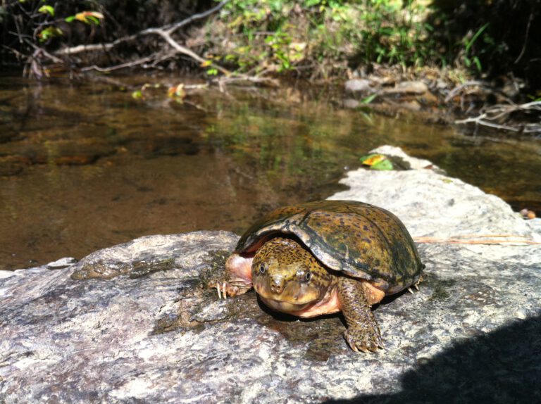 Sternotherus minor peltifer