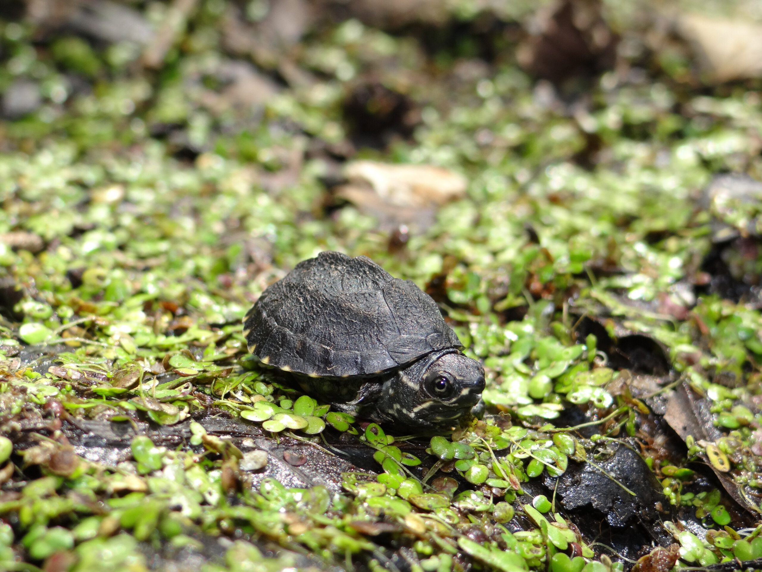 Sternotherus odoratus baby