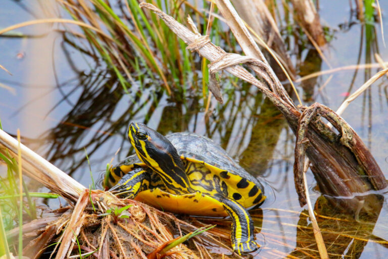 trachemys scripta scripta